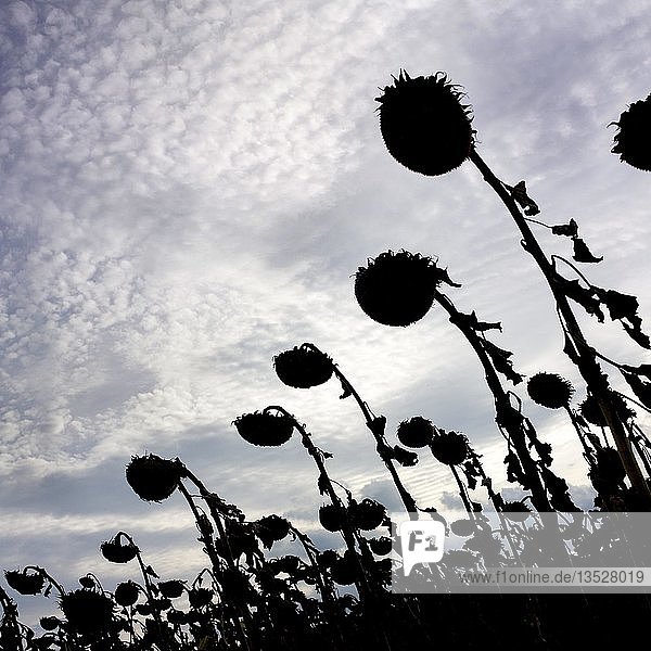 Silhouette vertrocknetes Sonnenblumenfeld im Gegenlicht Auvergne Frankreich Europa