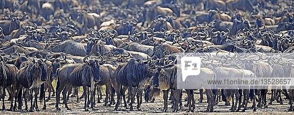 Große Migration  Blaues Gnu (Connochaetes taurinus)  Gnus drängeln sich am Ufer des Mara-Flusses  Masai Mara  Kenia  Afrika