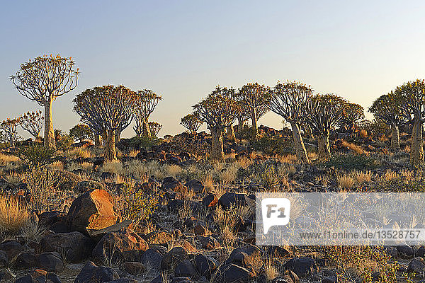 Köcherbäume oder Kokerbooms (Aloe dichotoma) im frühen Morgenlicht  Keetmanshoop  Karas Region  Namibia  Afrika
