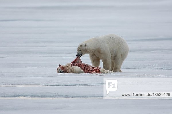 Eisbär (Ursus maritimus)  häutet und frisst getöteten Artgenossen  Packeis auf Kvitøya  Spitzbergen Archipel  Svalbard  Norwegen  Europa