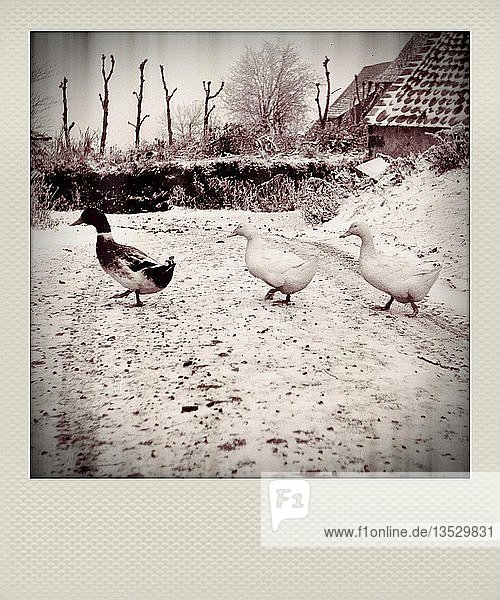 Polaroid-Effekt von drei Enten im Winter  Departement Cantal  Auvergne Rhone Alpes  Frankreich
