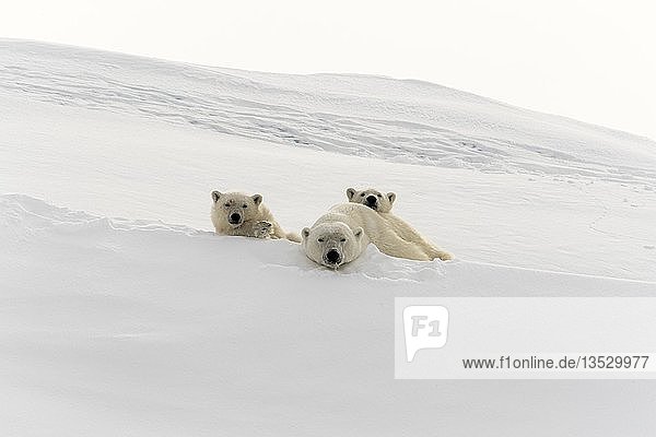 Eisbären (Ursus maritimus)  Muttertier und zwei Jungtiere  15 Monate  ruhend auf Schnee  Unorganized Baffin  Baffin Island  Nunavut  Kanada  Nordamerika