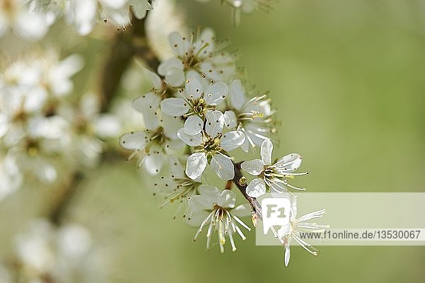 Nahaufnahme eines Schlehdorns (Prunus spinosa) im Frühjahr  Oberpfalz  Deutschland  Europa