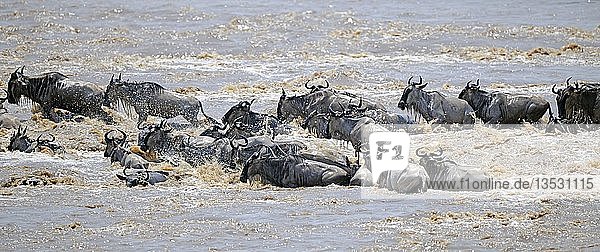 Gnu (Connochaetes taurinus)  Gnus beim Überqueren des Mara-Flusses  Große Migration  Masai Mara  Kenia  Afrika