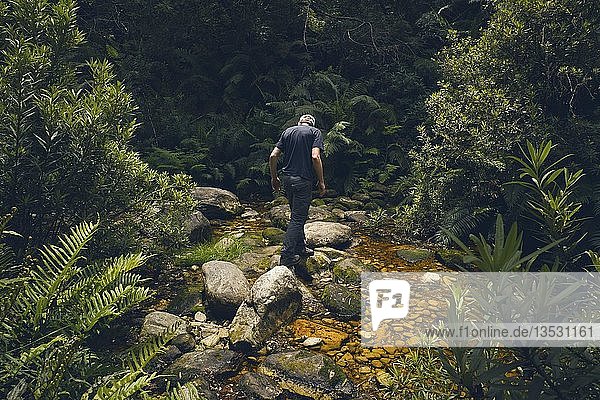 Hiker crosses stream on hiking trail through primeval forest  Plettenberg Bay  South Africa  Africa
