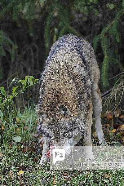 Grauer Wolf (Canis lupus)  Beutetierfang