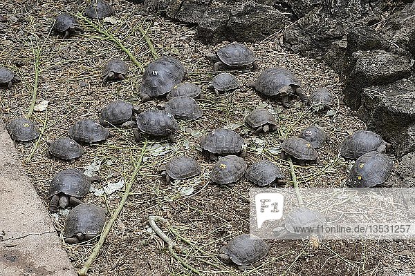 Junge gezüchtete Riesenschildkröten (Geochelone spp) in der Darwin Station  Santa Cruz Island  Galapagos Inseln  UNESCO Weltnaturerbe  Ecuador  Südamerika