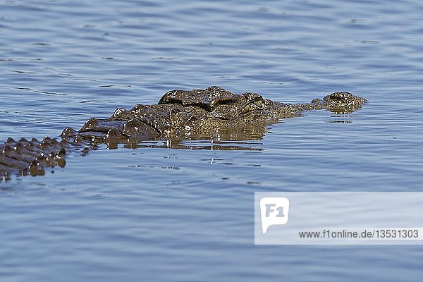 Nilkrokodil (Crocodylus niloticus) im Wasser  Sunset Dam  Kruger National Park  Mpumalanga  Südafrika  Afrika