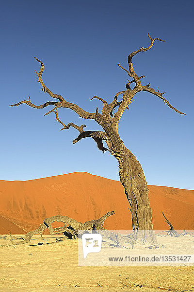 Toter Kameldorn oder Giraffendorn (Acacia erioloba) im Abendlicht  Deadvlei  Sossusvlei  Namib-Naukluft Park  Namib-Wüste  Namibia  Afrika