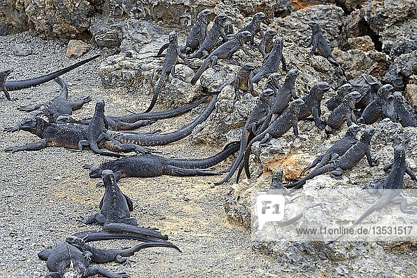 Meeresleguane (Amblyrhynchus cristatus)  Unterart der Insel Isabela  Puerto Villamil  Galapagos-Inseln  UNESCO-Weltnaturerbe  Ecuador  Südamerika
