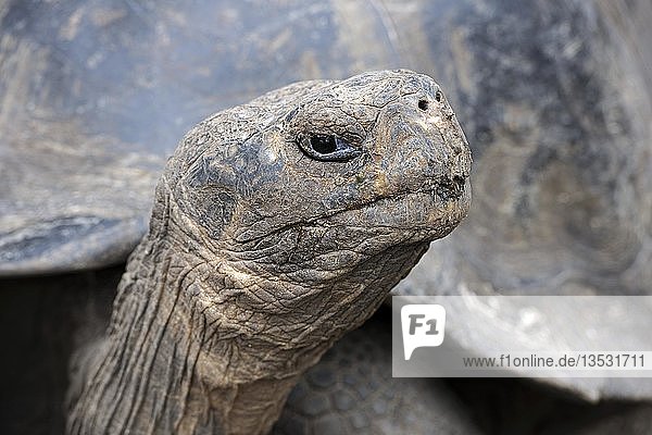 Ausgewachsenes Exemplar einer Galapagos-Riesenschildkröte (Geochelone elephantopus guentheri)  Unterart der Region Sierra Negra auf der Insel Isabela  Puerto Villamil  Galapagos-Inseln  UNESCO-Welterbe  Ecuador  Südamerika