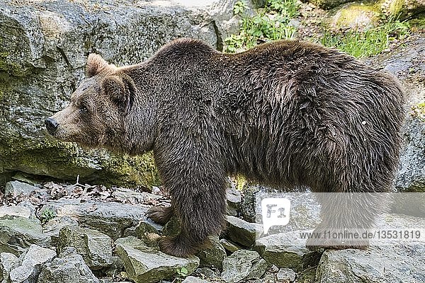 Braunbär (Ursus arctos)  Ganzkörper  in Gefangenschaft  Deutschland  Europa