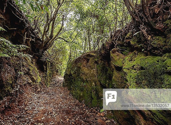 Wald an den Hängen des Pico Alto  Insel Santa Maria  Azoren  Portugal  Europa