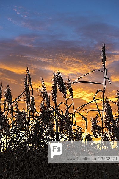 Common reed (Phragmites australis)  silhouettes backlit at sunset  Hesse  Germany  Europe