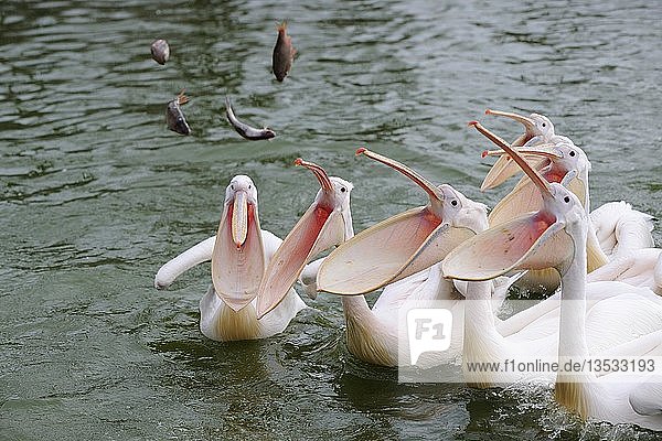 Weißpelikane (Pelecanus onocrotalus) werden mit Fisch gefüttert