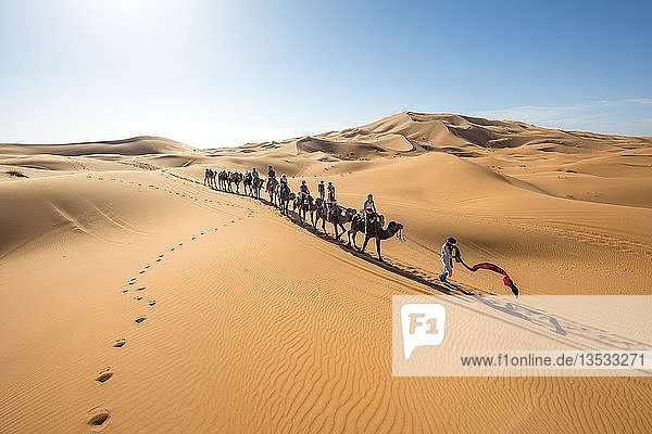 Caravan with dromedaries (Camelus dromedarius)  sand dunes in the desert  Erg Chebbi  Merzouga  Sahara  Morocco  Africa