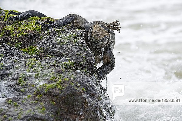 Meeresleguan (Amblyrhynchus cristatus)  Unterart von der Insel Isabela  frisst Algen aus Lava  Puerto Villamil  Galapagos-Inseln  UNESCO-Weltnaturerbe  Ecuador  Südamerika