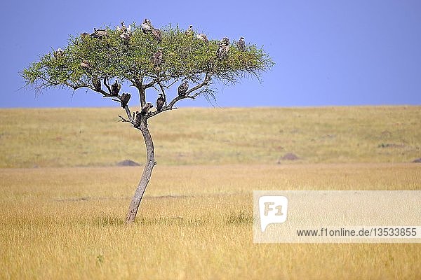 Schirmdorn-Akazie (Acacia tortilis) mit verschiedenen Geierarten vor einer Sturmfront  Masai Mara  Kenia  Afrika