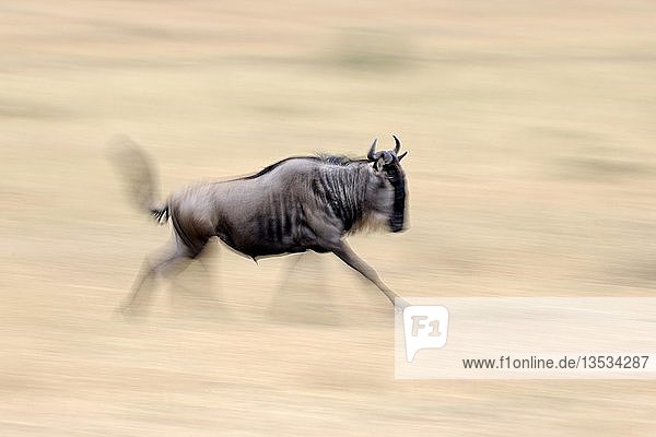 Streifengnu (Connochaetes taurinus) läuft durch die Savanne  unscharf  Gnuwanderung  Maasai Mara National Reserve  Kenia  Ostafrika  Afrika