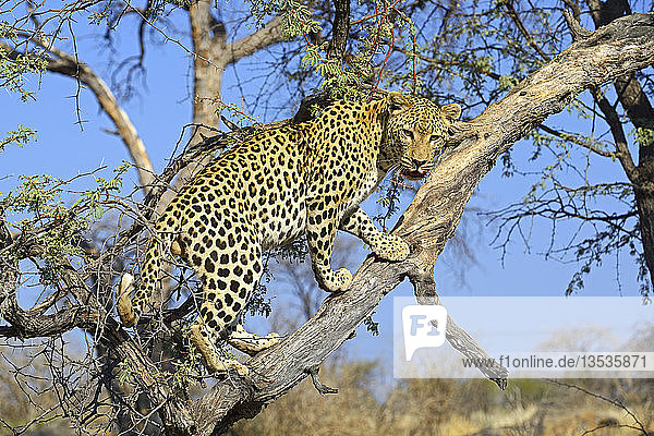 Leopard (Panthera pardus) schaut von einem Baum aus  Khomas Region  Namibia  Afrika