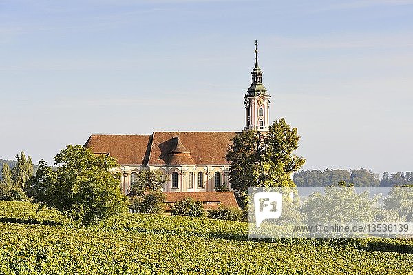 Die barocke Wallfahrtskirche von Birnau  umgeben von Weinbergen  Bodensee  Bodenseekreis  Baden-Württemberg  Deutschland  Europa