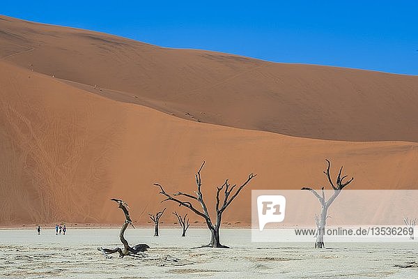 Abgestorbene Kameldornbäume (Acacia erioloba) vor Sanddünen  Dead Vlei  Sossusvlei  Namib-Wüste  Namib Naukluft National Park  Hardap  Region Namibia