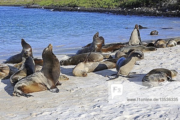 Galápagos sea lions (Zalophus wollebaeki)  Santa Fe Island  Isla Santa Fe  Galapagos  UNESCO World Heritage Site  Ecuador  South America