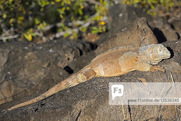 Galapagos-Landleguan (Conolophus subcristatus)  Unterart der Insel Santa Fe  Galapagos-Inseln  UNESCO-Weltnaturerbe  Ecuador  Südamerika