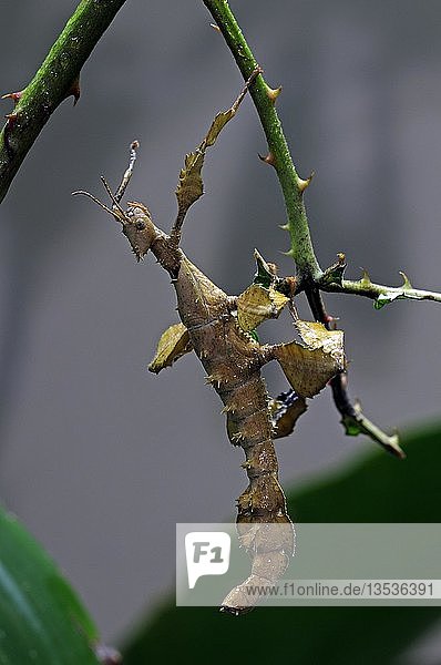 Macleay-Spektakel  Stachelige Blattschrecke oder Riesenstachelblattschrecke (Extatosoma tiaratum)