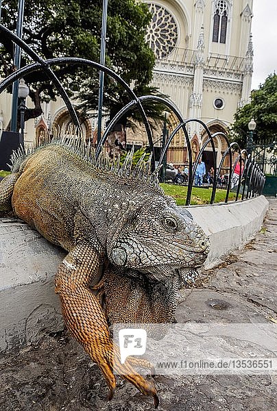 Leguan (Iguanidae) im Seminario Park  bekannt als Iguanas Park  Guayaquil  Provinz Guayas  Ecuador  Südamerika