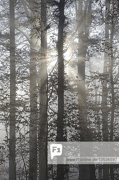 Sonnenstrahlen filtern durch einen nebligen Wald  Landkreis Konstanz  Baden-Württemberg  Deutschland  Europa