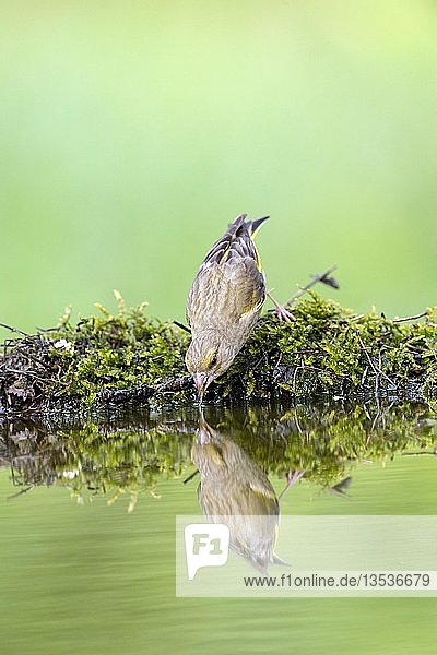 Grünfink (Carduelis chloris) trinkend an der Vogeltränke  Wasserspiegelung  Nationalpark Kiskunság  Ungarn  Europa
