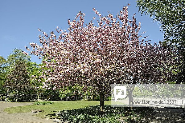 Japanische Kanzan-Kirsche (Prunus serrulata)  blühend  Brandenburg  Deutschland  Europa