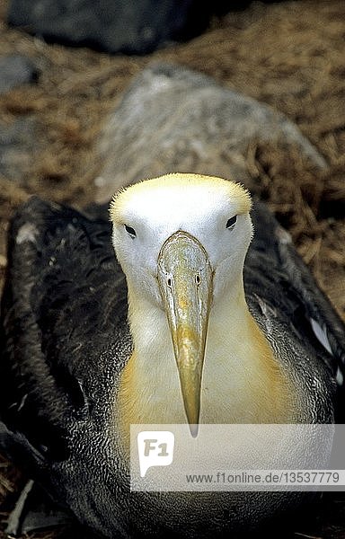 Galapagos-Albatros  Diomedea irrorata