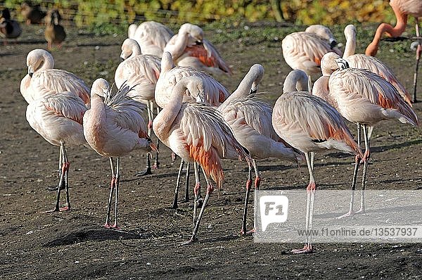 Gruppe von Chilenischen Flamingos (Phoenicopterus chilensis)  ruhend