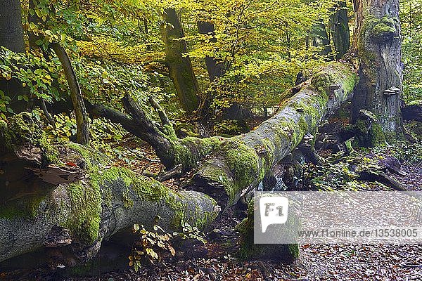 Ca. 400 Jahre alte Buche (Fagus) im Herbst  Naturschutzgebiet des Urwaldes Sababurg  Hessen  Deutschland  Europa
