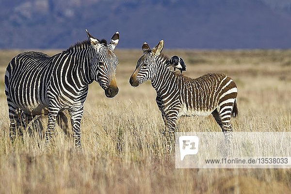 Kap-Bergzebras (Equus zebra zebra)  erwachsenes Weibchen  das sich an einem Termitenhügel reibt  mit Zebrafohlen  eine Rabenkrähe (Corvus albus) auf seinem Hals  Mountain Zebra National Park  Ostkap  Südafrika  Afrika