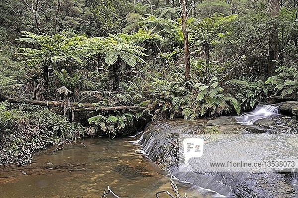 Wasserfall mit Felsen-Filzfarn (Pyrrosia rupestris) in einem gemäßigten Regenwald  Blue Mountains National Park  Australien  Ozeanien