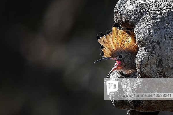Wiedehopf (Upupa epops)  Jungvogel bettelt um Futter  Biosphärenreservat Mittelelbe  Sachsen-Anhalt  Deutschland  Europa