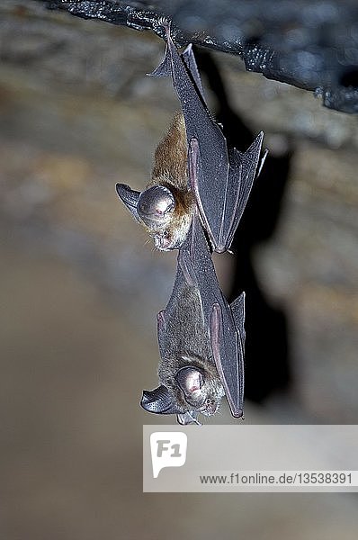 Horseshoe bat (Rhinolophus spec.) in a cave in Khao Yai National park in thailand