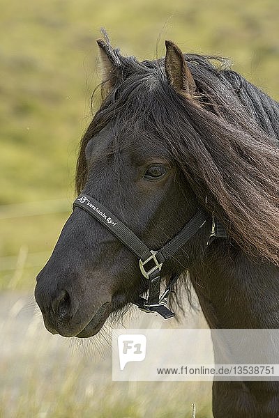 Schwarzes Islandpferd (Equus islandicus) Tierportrait Norðurland vestra Island Europa
