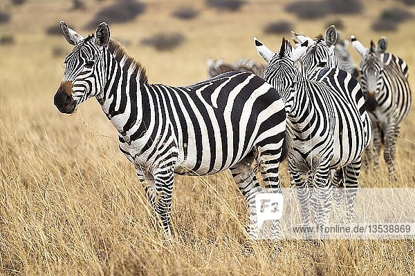Steppenzebras (Equus quagga)  Tierherde wandert durch Grasland  Mara-Nationalpark  Kenia  Afrika