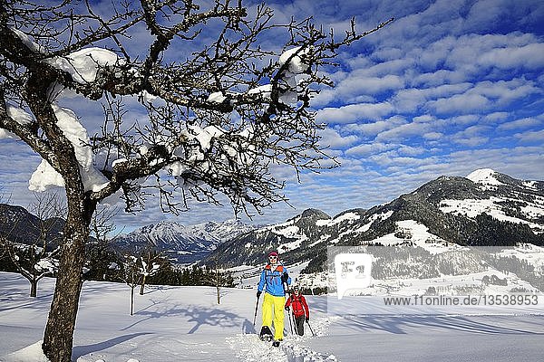 Snowshoe hikers at Penningdörfl  Hopfgarten  behind the Hohe Salve and the Wilder Kaiser  Kitzbüheler Alps  Tyrol  Austria  Europe
