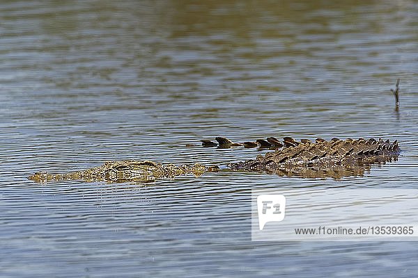 Nilkrokodil (Crocodylus niloticus) im Wasser  Sunset Dam  Kruger National Park  Mpumalanga  Südafrika  Afrika