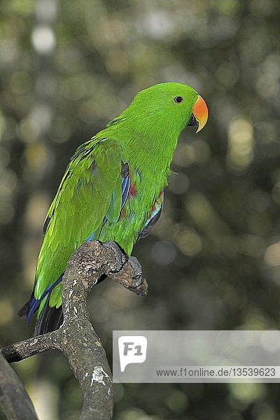 Eclectus-Papagei (Eclectus roratus)  männlich  Queensland  Australien  Ozeanien
