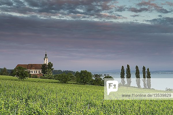 Die barocke Wallfahrtskirche Birnau am Bodenseeufer im Abendlicht davor Weinreben Bodenseekreis Baden-Württemberg Deutschland Europa