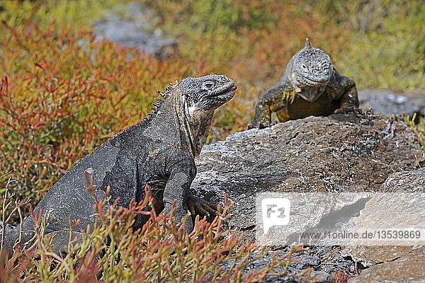 Galapagos-Landleguane (Conolophus subcristatus)  Insel Plaza Sur Unterart  Galapagos-Inseln  UNESCO-Weltkulturerbe  Ecuador  Südamerika