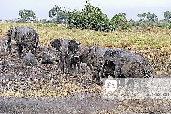 Afrikanischer Busch-Elefant oder Afrikanischer Savannen-Elefant (Loxodonta africana)  Elefantenfamilie  Masai Mara  Kenia  Ostafrika  Afrika