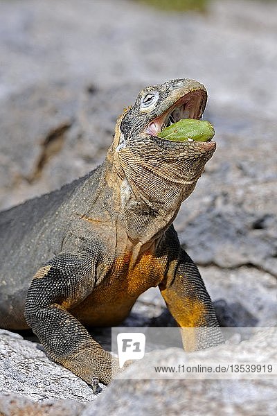 Galapagos-Landleguan (Conolophus subcristatus)  frisst Galapagos-Feigenkaktus (Opuntia echios)  Unterart der Insel South Plaza  Isla Plaza Sur  Galapagos  UNESCO-Welterbe  Ecuador  Südamerika