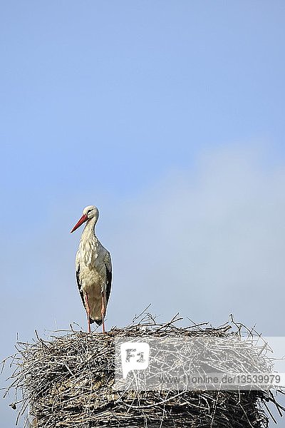 White Stork (Ciconia ciconia on) on nest